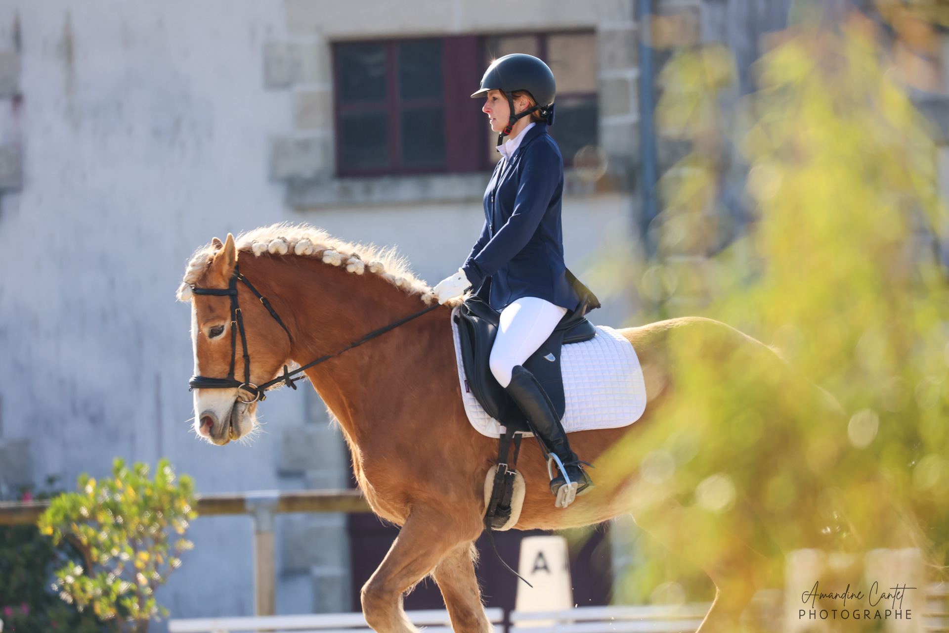 Cheval alezan crins tressés en action